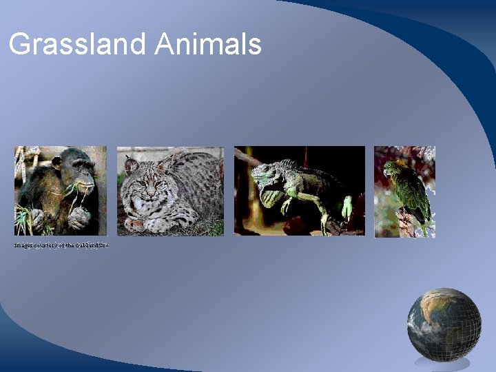 Grassland Animals 