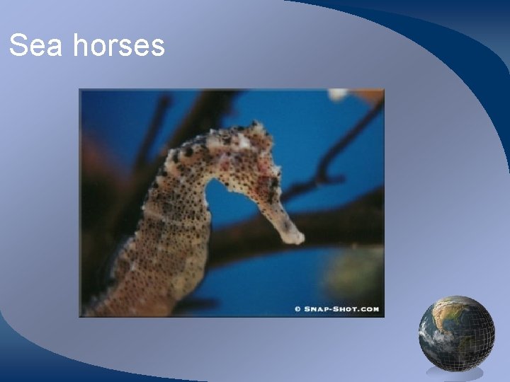 Sea horses 