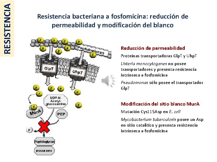 RESISTENCIA Resistencia bacteriana a fosfomicina: reducción de permeabilidad y modificación del blanco Reducción de