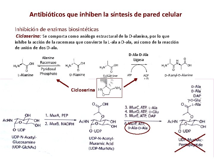 Antibióticos que inhiben la síntesis de pared celular Inhibición de enzimas biosintéticas Cicloserina: Se