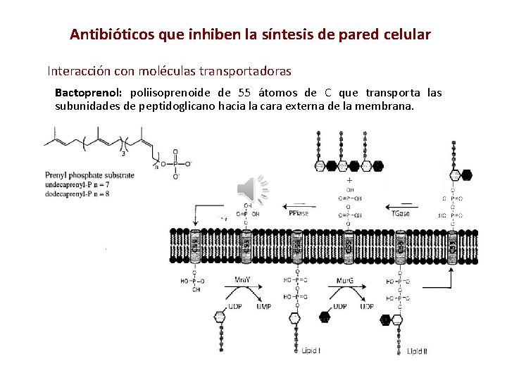 Antibióticos que inhiben la síntesis de pared celular Interacción con moléculas transportadoras Bactoprenol: poliisoprenoide