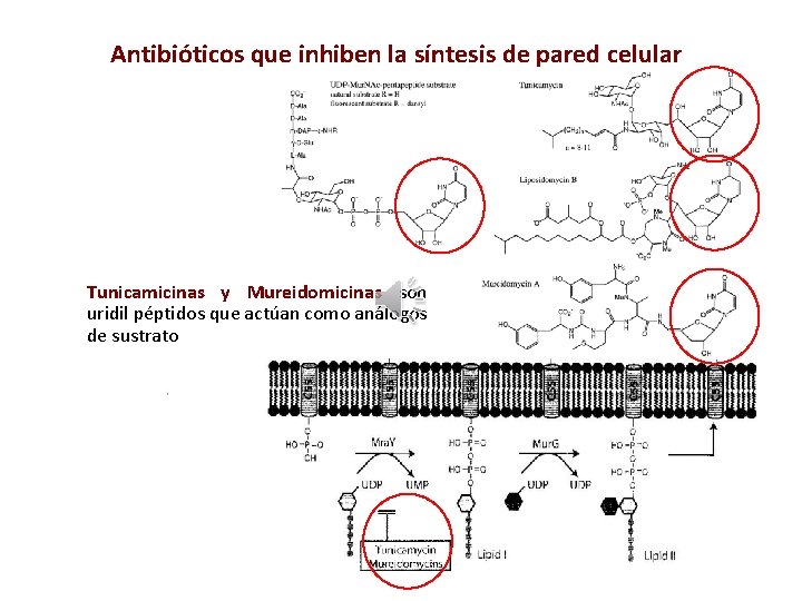 Antibióticos que inhiben la síntesis de pared celular Tunicamicinas y Mureidomicinas son uridil péptidos