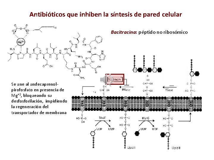 Antibióticos que inhiben la síntesis de pared celular Bacitracina: péptido no ribosómico Se une