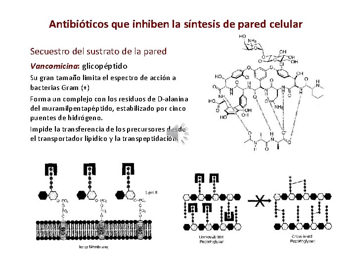 Antibióticos que inhiben la síntesis de pared celular Secuestro del sustrato de la pared