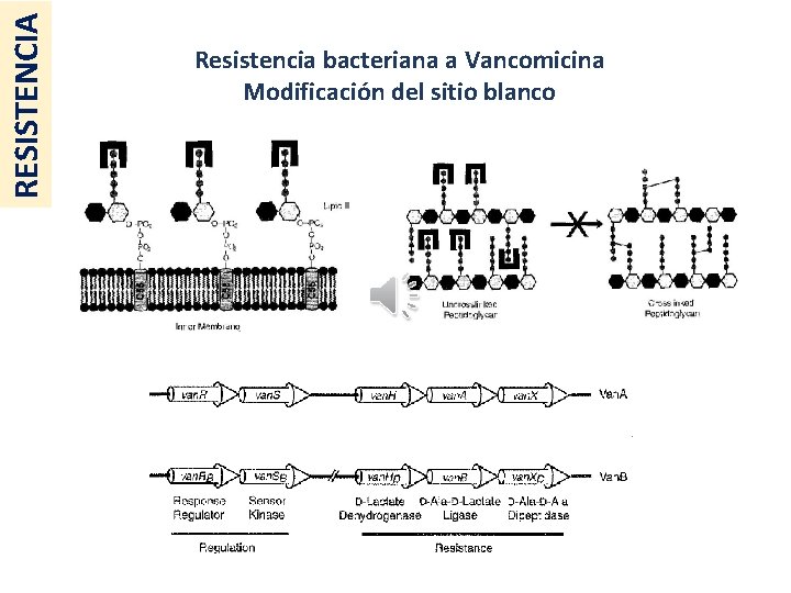 RESISTENCIA Resistencia bacteriana a Vancomicina Modificación del sitio blanco 