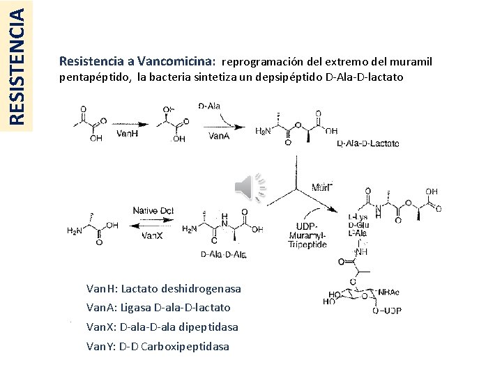 RESISTENCIA Resistencia a Vancomicina: reprogramación del extremo del muramil pentapéptido, la bacteria sintetiza un