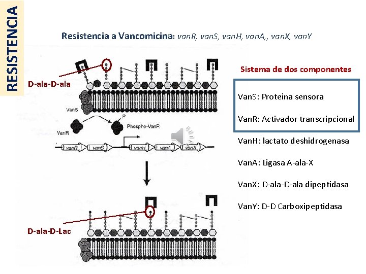RESISTENCIA Resistencia a Vancomicina: van. R, van. S, van. H, van. A, , van.