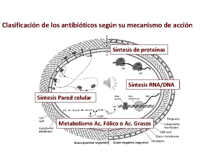 Clasificación de los antibióticos según su mecanismo de acción Síntesis de proteínas Síntesis RNA/DNA