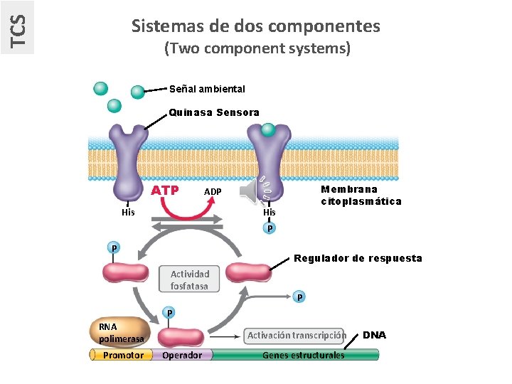 TCS Sistemas de dos componentes (Two component systems) Señal ambiental Quinasa Sensora ATP Membrana