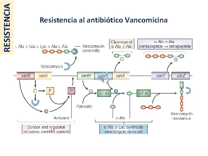 RESISTENCIA Resistencia al antibiótico Vancomicina 