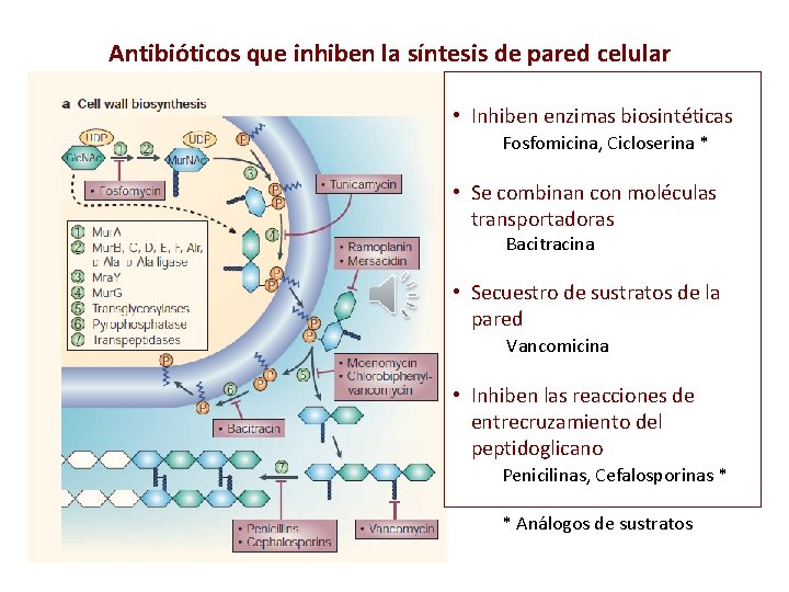 Antibióticos que inhiben la síntesis de pared celular • Inhiben enzimas biosintéticas Fosfomicina, Cicloserina
