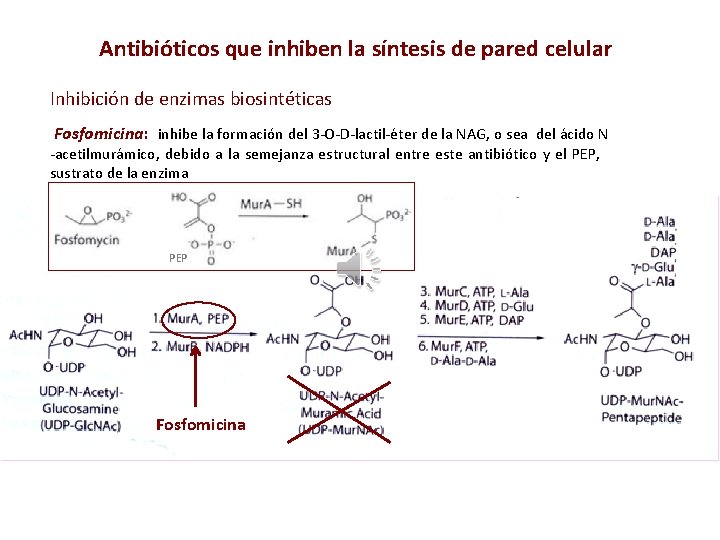 Antibióticos que inhiben la síntesis de pared celular Inhibición de enzimas biosintéticas Fosfomicina: inhibe