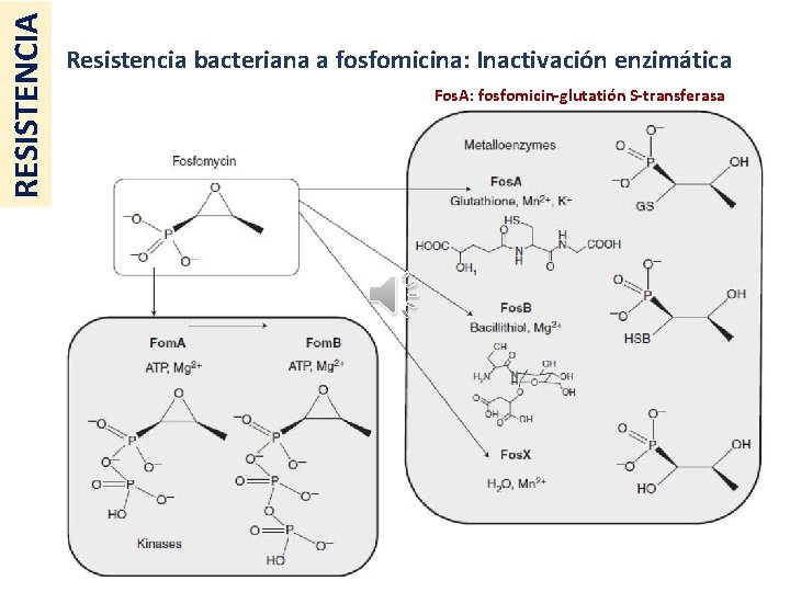 RESISTENCIA Resistencia bacteriana a fosfomicina: Inactivación enzimática Fos. A: fosfomicin-glutatión S-transferasa 