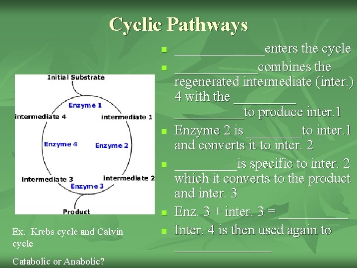 Cyclic Pathways n n n Ex. Krebs cycle and Calvin cycle Catabolic or Anabolic?