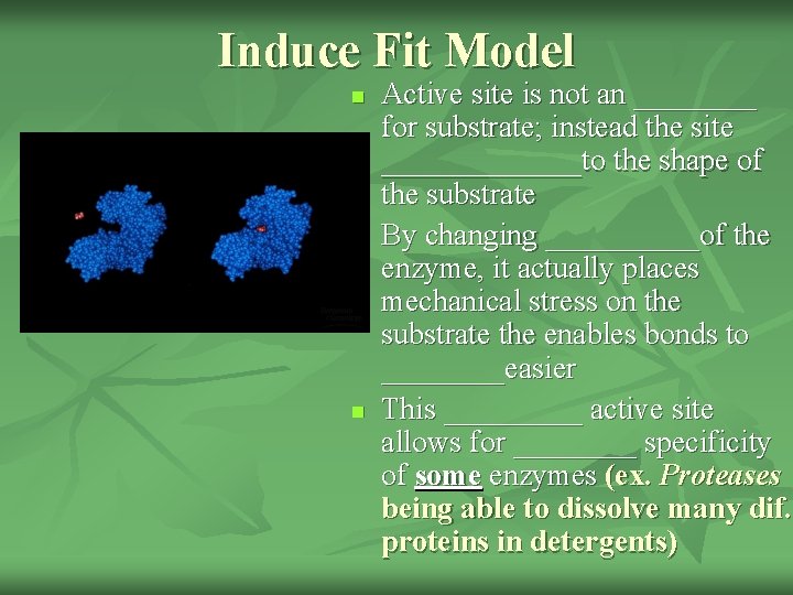 Induce Fit Model n n n Active site is not an ____ for substrate;