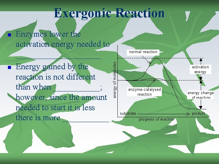 Exergonic Reaction n n Enzymes lower the activation energy needed to __________ Energy gained