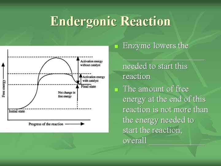 Endergonic Reaction n n Enzyme lowers the __________ needed to start this reaction The