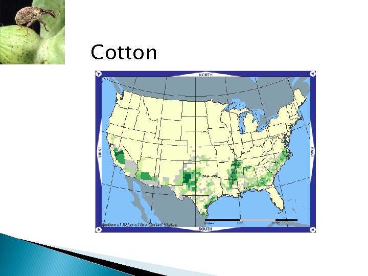 Cotton 