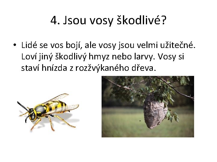 4. Jsou vosy škodlivé? • Lidé se vos bojí, ale vosy jsou velmi užitečné.