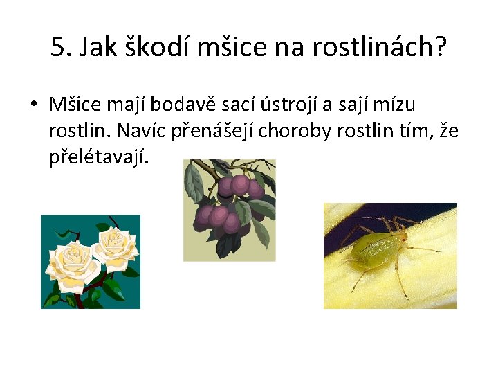 5. Jak škodí mšice na rostlinách? • Mšice mají bodavě sací ústrojí a sají