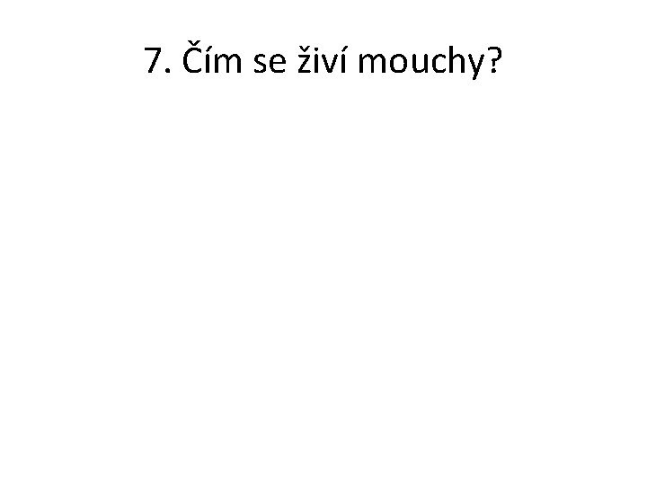 7. Čím se živí mouchy? 