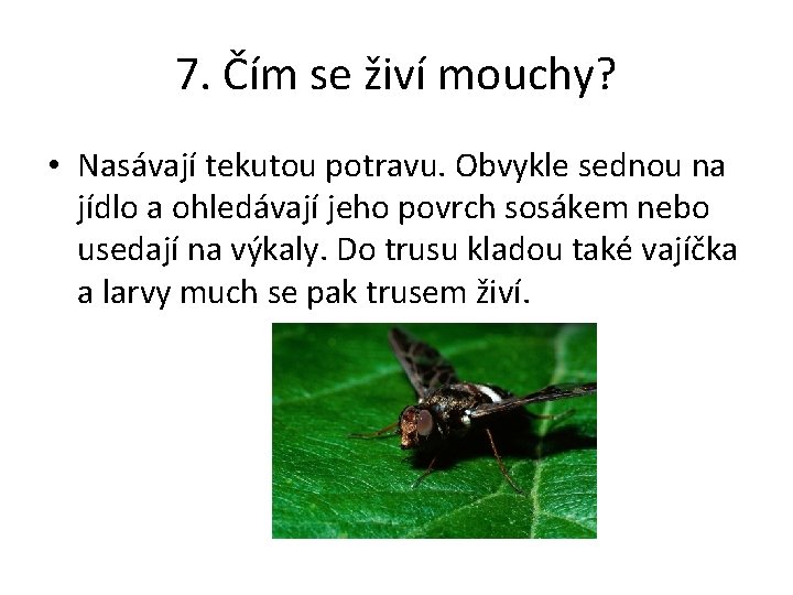 7. Čím se živí mouchy? • Nasávají tekutou potravu. Obvykle sednou na jídlo a