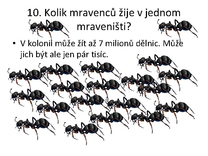 10. Kolik mravenců žije v jednom mraveništi? • V kolonii může žít až 7