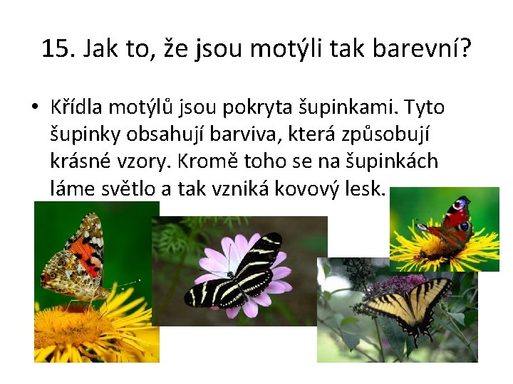15. Jak to, že jsou motýli tak barevní? • Křídla motýlů jsou pokryta šupinkami.