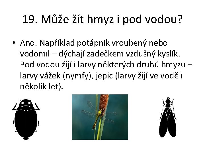 19. Může žít hmyz i pod vodou? • Ano. Například potápník vroubený nebo vodomil