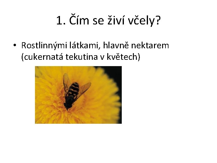 1. Čím se živí včely? • Rostlinnými látkami, hlavně nektarem (cukernatá tekutina v květech)