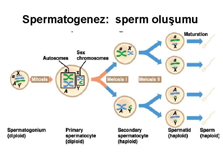 Spermatogenez: sperm oluşumu 