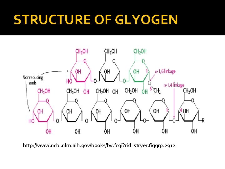 STRUCTURE OF GLYOGEN http: //www. ncbi. nlm. nih. gov/books/bv. fcgi? rid=stryer. figgrp. 2912 
