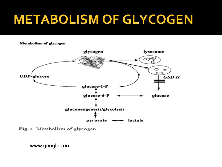 METABOLISM OF GLYCOGEN www. google. com 