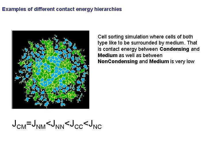 Examples of different contact energy hierarchies Cell sorting simulation where cells of both type
