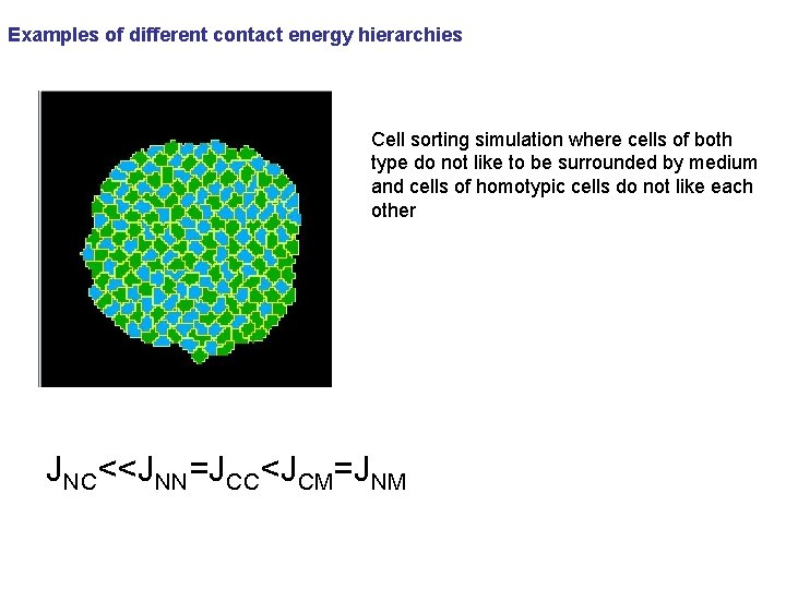 Examples of different contact energy hierarchies Cell sorting simulation where cells of both type