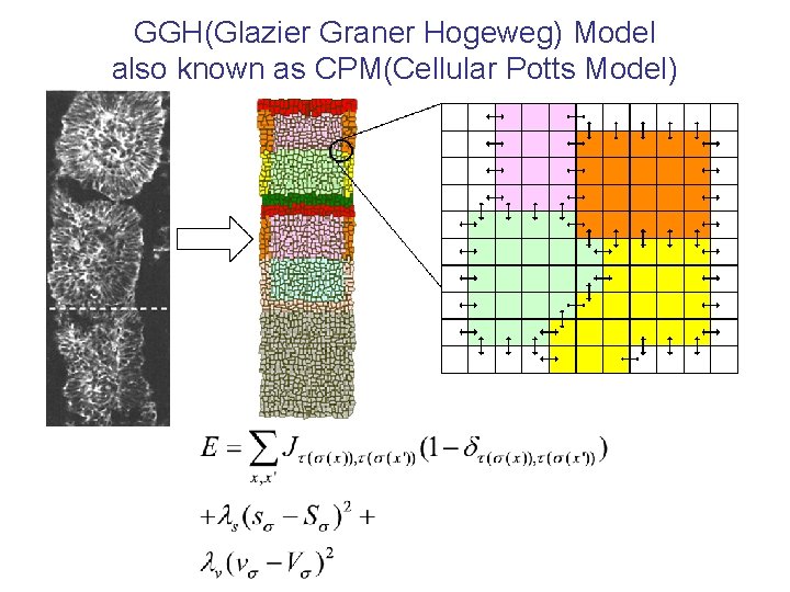 GGH(Glazier Graner Hogeweg) Model also known as CPM(Cellular Potts Model) 