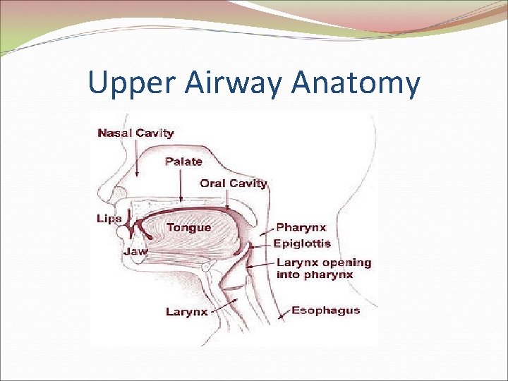 Upper Airway Anatomy 