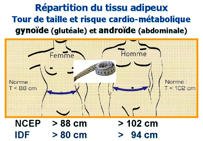 Répartition du tissu adipeux Tour de taille et risque cardio-métabolique gynoïde (glutéale) et androïde