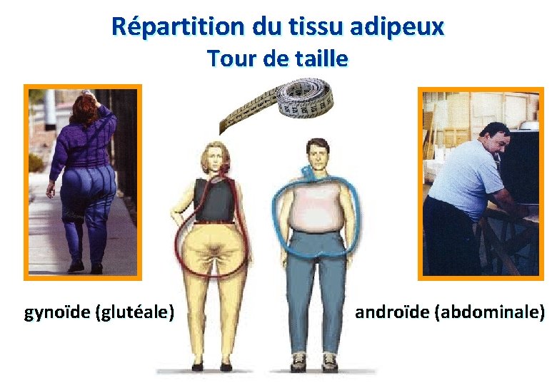 Répartition du tissu adipeux Tour de taille gynoïde (glutéale) androïde (abdominale) 