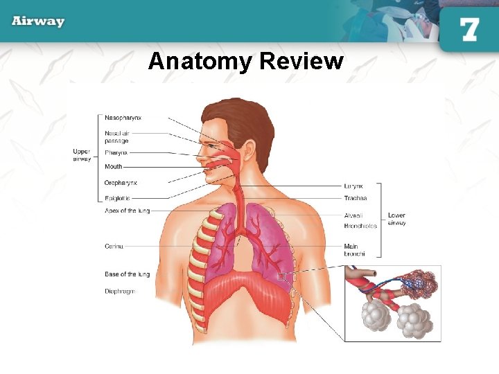 Anatomy Review 13 