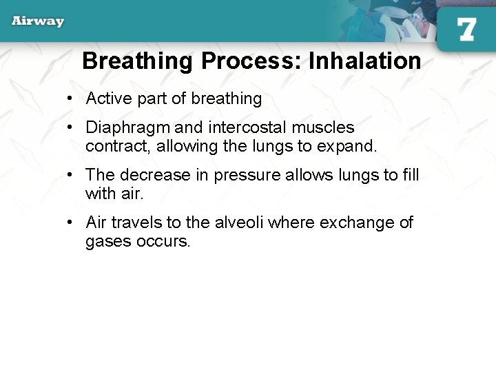 Breathing Process: Inhalation • Active part of breathing • Diaphragm and intercostal muscles contract,