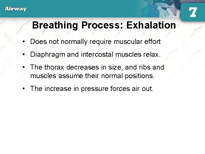 Breathing Process: Exhalation • Does not normally require muscular effort • Diaphragm and intercostal