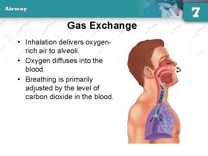 Gas Exchange • Inhalation delivers oxygenrich air to alveoli. • Oxygen diffuses into the