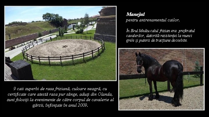 Manejul pentru antrenamentul cailor. În Evul Mediu calul frizian era preferatul cavalerilor, datorită rezistenței