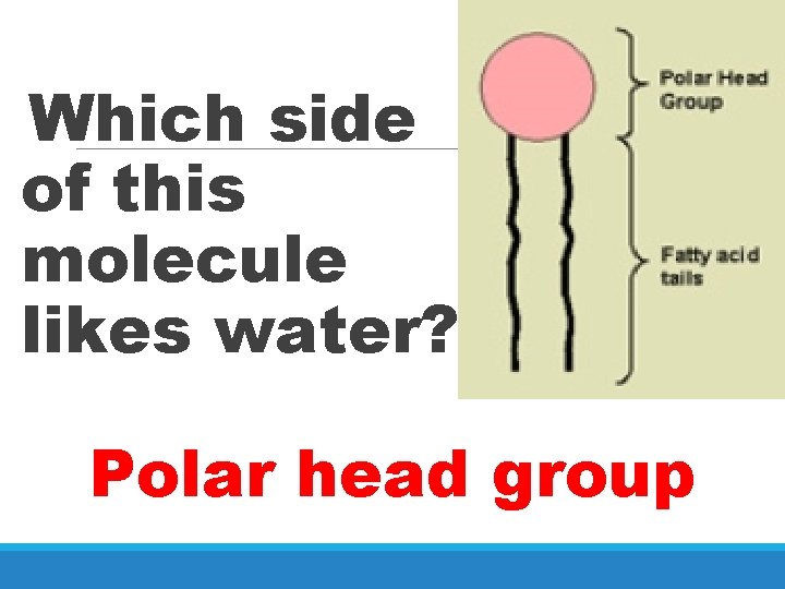 Which side of this molecule likes water? Polar head group 