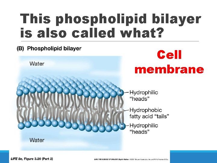 This phospholipid bilayer is also called what? Cell membrane 