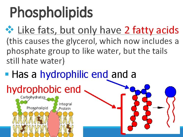 Phospholipids v Like fats, but only have 2 fatty acids (this causes the glycerol,