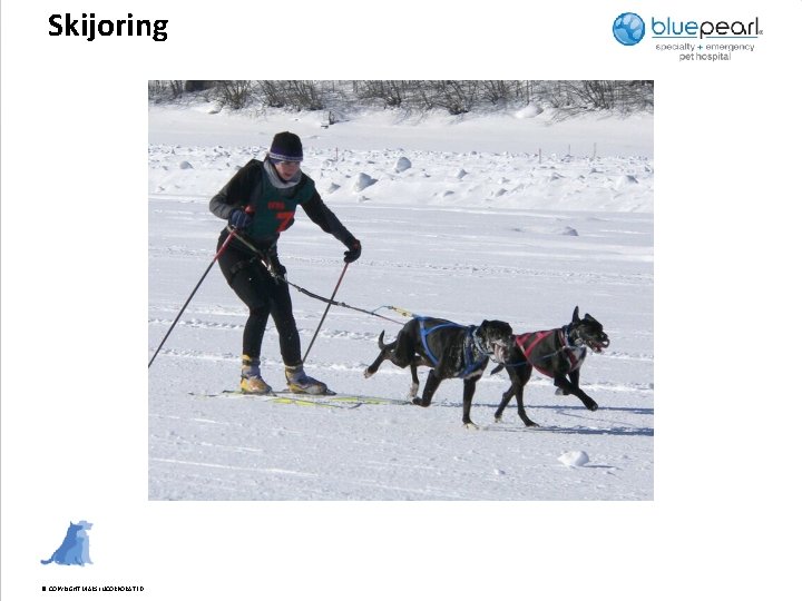 Skijoring © COPYRIGHT MARS INCORPORATED 