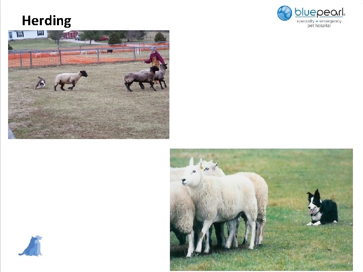 Herding 