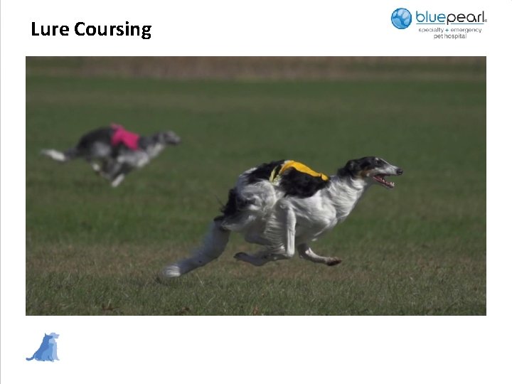 Lure Coursing 